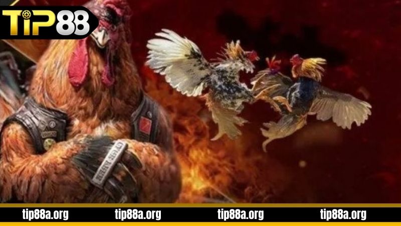 Hướng dẫn luật chơi đá gà cựa sắt TIP88 chi tiết