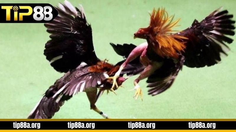 Những kinh nghiệm đặt cược đá gà cựa sắt TIP88 hiệu quả