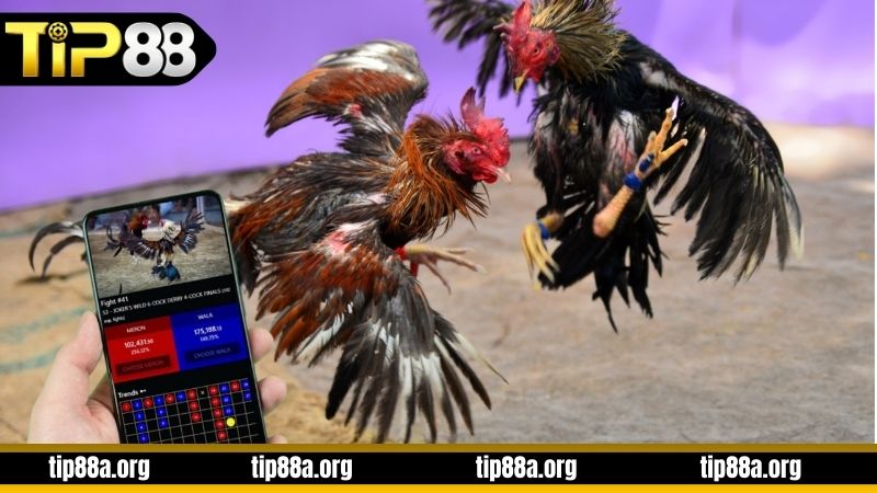 Tìm hiểu về đá gà cựa sắt TIP88 hiện nay